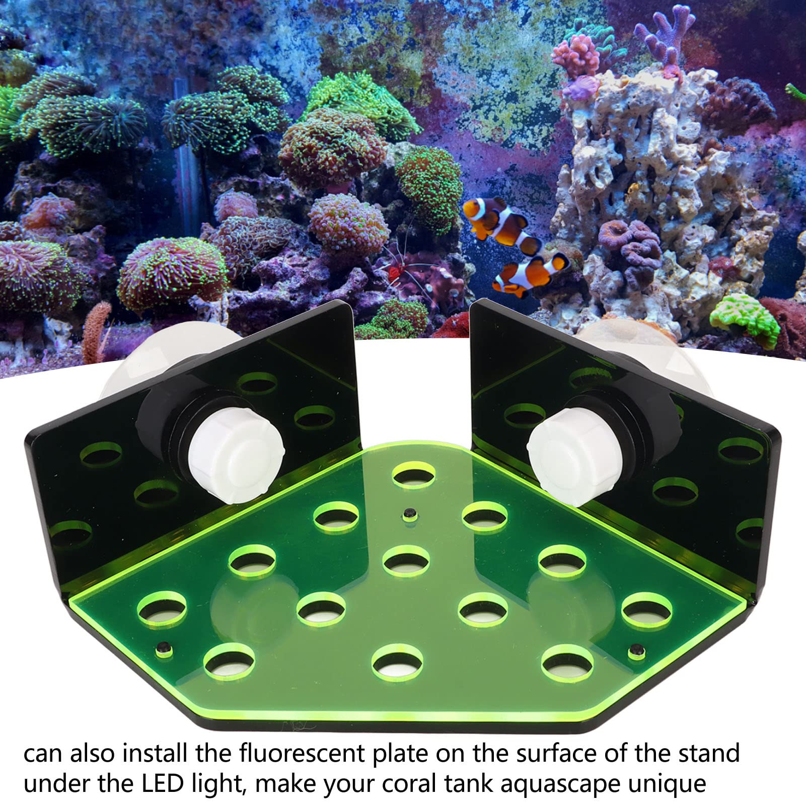 Amazon.co.jp: サンゴフラグラック、水槽サンゴフラグホルダー 13